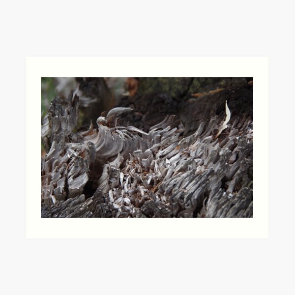 Cold Fire (Serpentine Bush, WA) Art Print