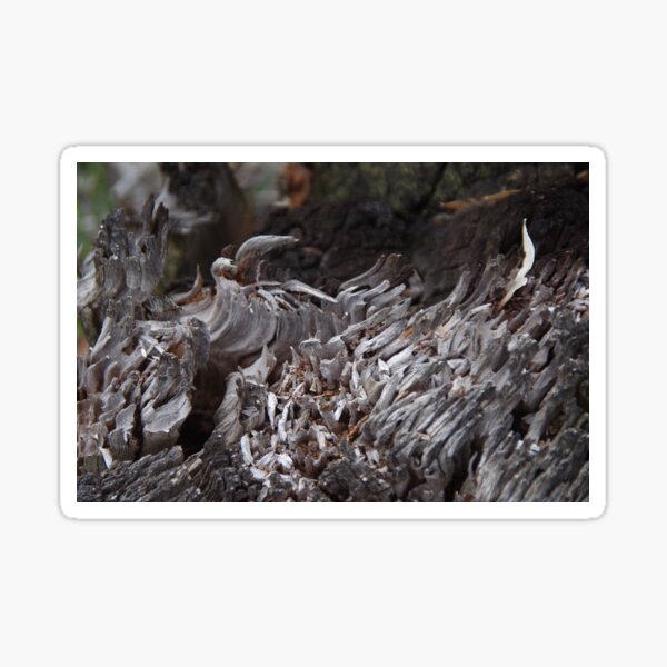 Cold Fire (Serpentine Bush, WA) Sticker