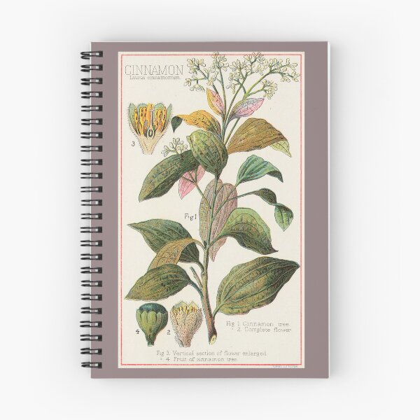 Item preview, Vintage Botanical Illustration of Cinnamon Spice Plant designed and sold by newnouveau.