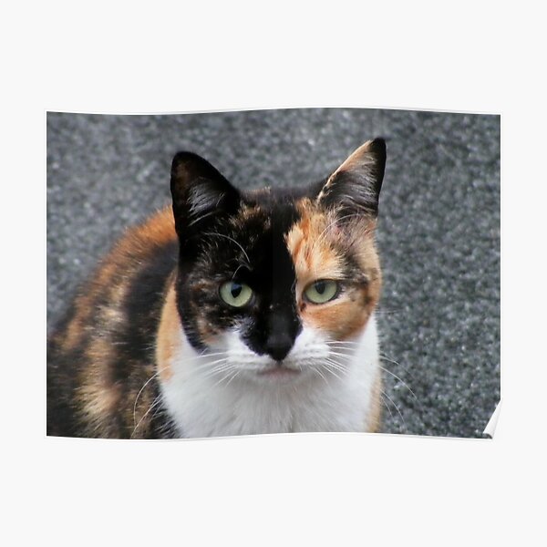 Tortoiseshell Cat Poster