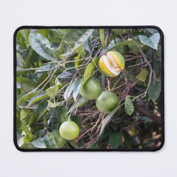 Item preview, Unripe Green Oranges on Citrus Tree With One Partially Split Ripe Fruit and Lush Leaves designed and sold by Nmallia.