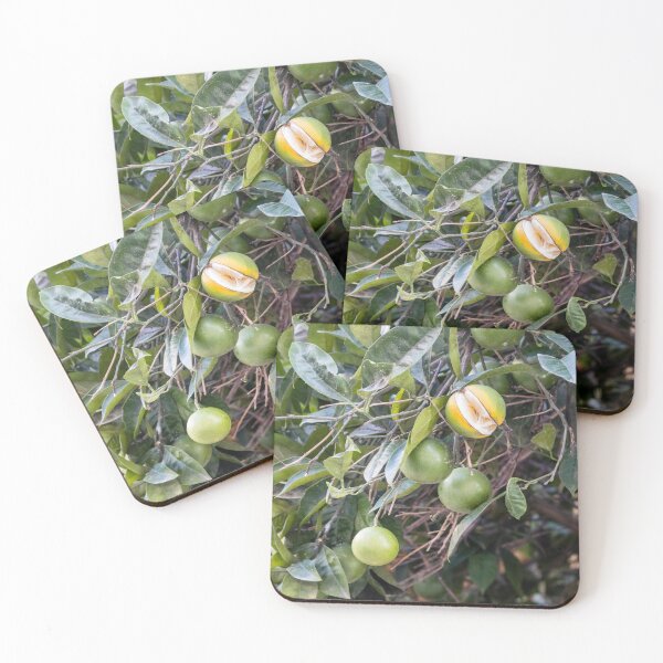 Item preview, Unripe Green Oranges on Citrus Tree With One Partially Split Ripe Fruit and Lush Leaves designed and sold by Nmallia.