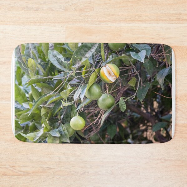 Item preview, Unripe Green Oranges on Citrus Tree With One Partially Split Ripe Fruit and Lush Leaves designed and sold by Nmallia.