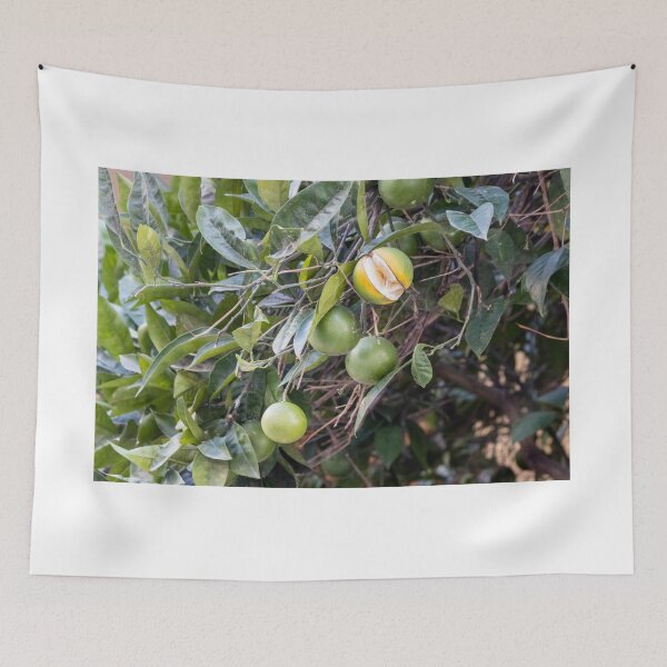 Item preview, Unripe Green Oranges on Citrus Tree With One Partially Split Ripe Fruit and Lush Leaves designed and sold by Nmallia.