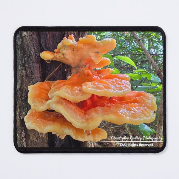Item preview, Chicken of the Woods designed and sold by Christopher Guilkey Photography .