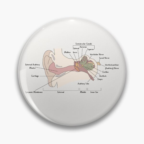 Item preview, Ear Anatomy designed and sold by PoppyandSage.
