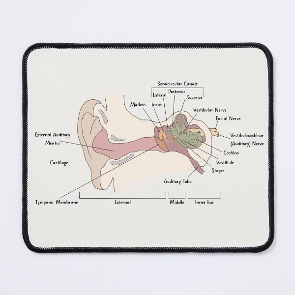 Item preview, Ear Anatomy designed and sold by PoppyandSage.