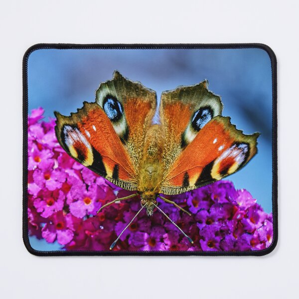 Item preview, Peacock Butterfly designed and sold by Tom McPherson Photography.
