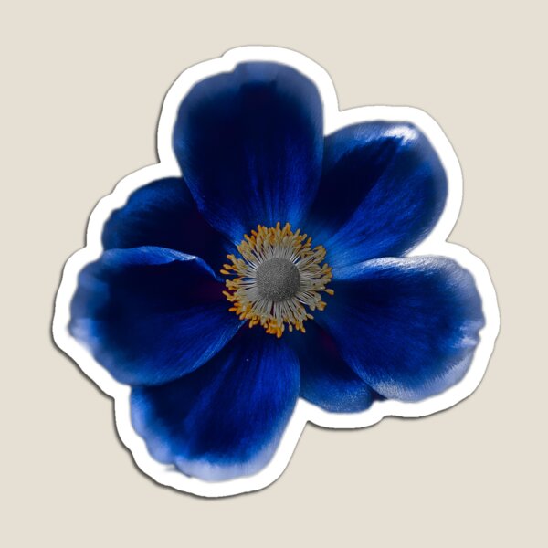 Item preview, Blue Anemone Flower Nature Illustration Art designed and sold by MatiolaScentArt.
