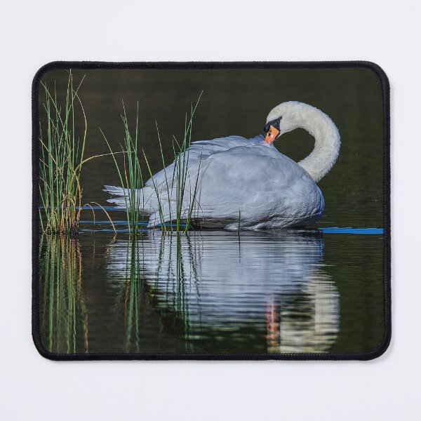 Item preview, The mute swan designed and sold by Tom McPherson Photography.