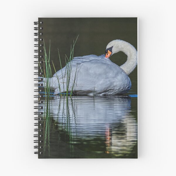 Item preview, The mute swan designed and sold by Tom McPherson Photography.