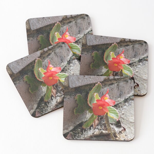 Item preview, Red Wax Begonia on the Sidewalk 1 designed and sold by concretebotany.
