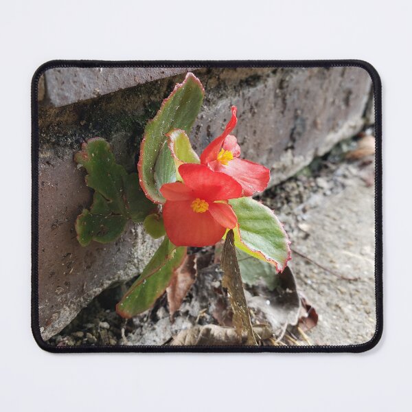 Item preview, Red Wax Begonia on the Sidewalk 1 designed and sold by concretebotany.
