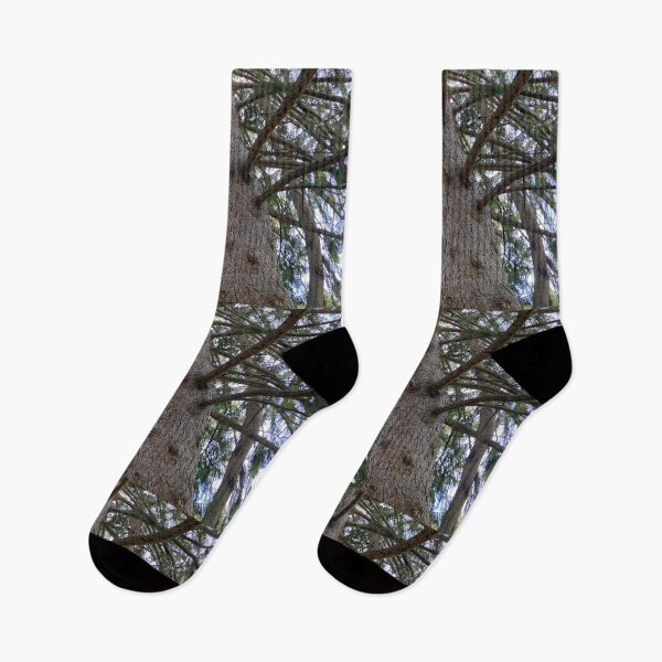 Item preview, Sun through the Pine Trees designed and sold by Amanda1775.