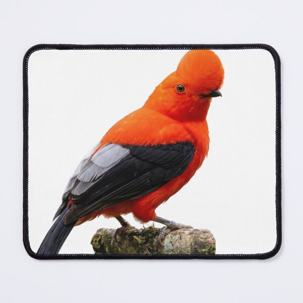 Item preview, Andean Cock-of-the-Rock – Blazing Cloud Forest Bird designed and sold by Helt-enkelt.