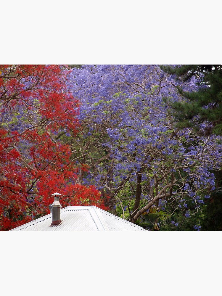 "Jacaranda & Illawarra Flame " Sticker by Pixsell Redbubble
