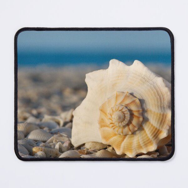 Item preview, Large Conch Seashell on Shell Beach Coastal Photography designed and sold by PetalsPaws.