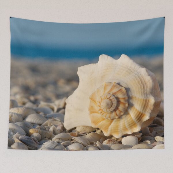 Item preview, Large Conch Seashell on Shell Beach Coastal Photography designed and sold by PetalsPaws.