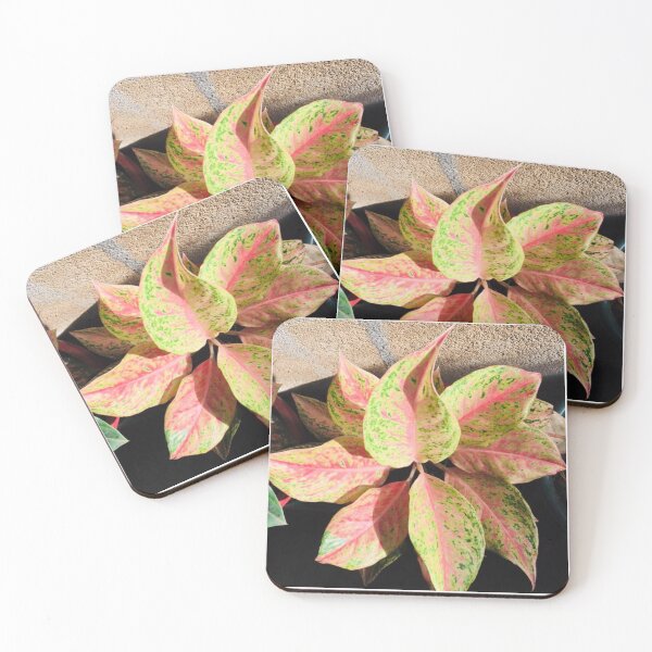 Item preview, Pink Aglaonema Variegated Tropical Houseplant designed and sold by Luxxe87.