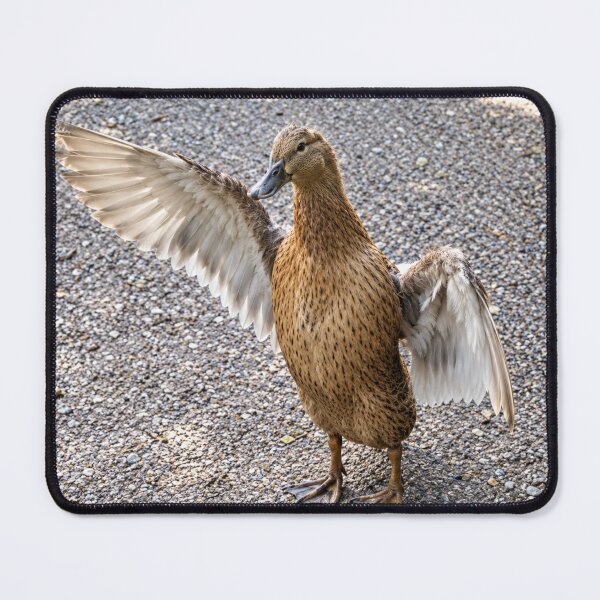 Item preview, Female Mallard Duck's Dynamic Wing Display designed and sold by Astute-Artio-Photography.