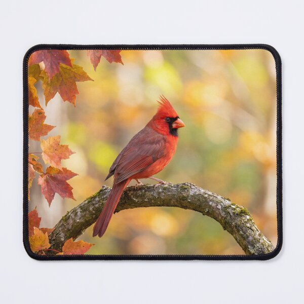 Item preview, Red Northern Cardinal Bird in Autumn designed and sold by roverte.