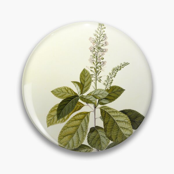 Item preview, Spiraea; Georg Dionysius Ehret (German, 1708 - 1770) designed and sold by AngyDesigns49.