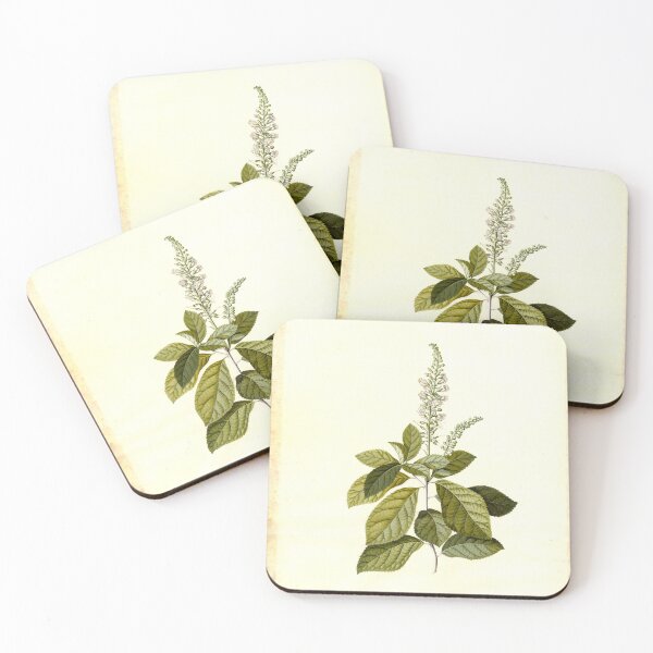 Item preview, Spiraea; Georg Dionysius Ehret (German, 1708 - 1770) designed and sold by AngyDesigns49.