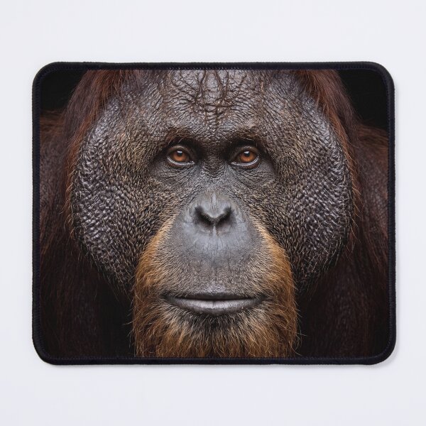 Item preview, Orangutan Portrait Powerful Great Ape Wildlife Photography  designed and sold by roverte.