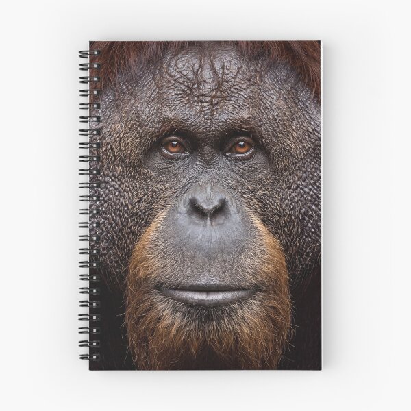 Item preview, Orangutan Portrait Powerful Great Ape Wildlife Photography  designed and sold by roverte.