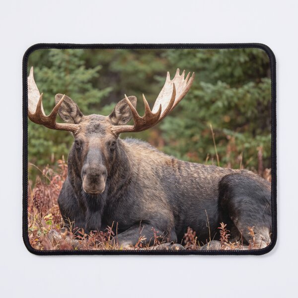 Item preview, Majestic Bull Moose with Giant Antlers designed and sold by roverte.