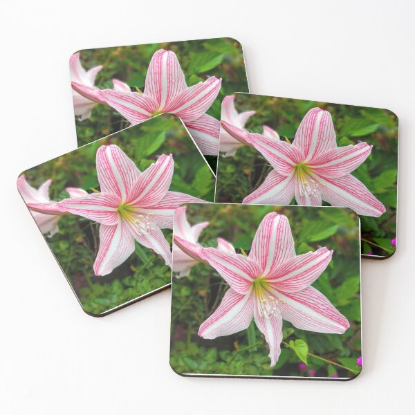 Item preview, Vibrant Pink Striped Amaryllis Flower Bloom designed and sold by Luxxe87.