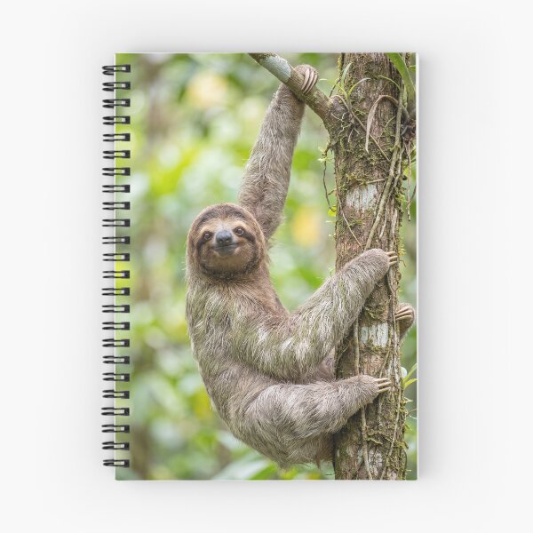 Item preview, Cute Smiling Sloth Hanging in Rainforest Tree designed and sold by roverte.