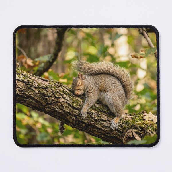Item preview, Lazy squirrel designed and sold by Stevercortinas.