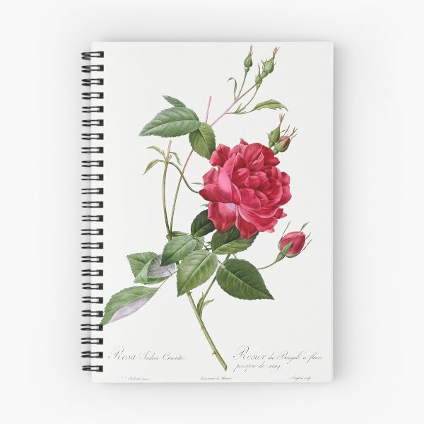 Item preview, Blood-Red Bengal Rose, Rosa indica cruneta from Les Roses (1817–1824) by Pierre-Joseph Redouté designed and sold by AngyDesigns49.