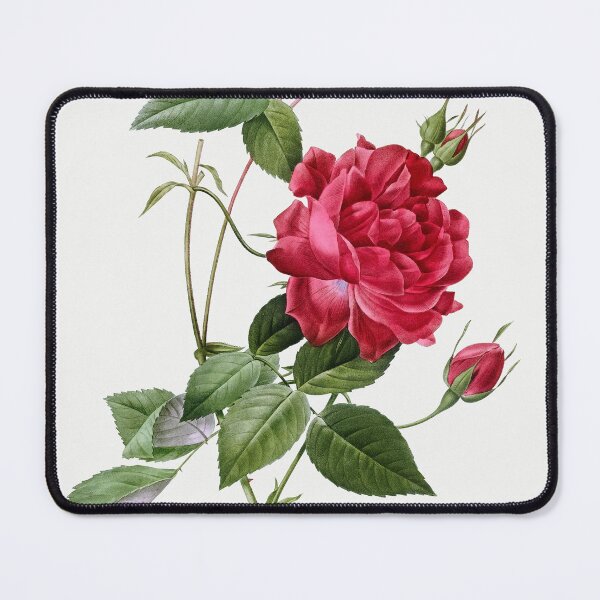 Item preview, Blood-Red Bengal Rose, Rosa indica cruneta from Les Roses (1817–1824) by Pierre-Joseph Redouté designed and sold by AngyDesigns49.