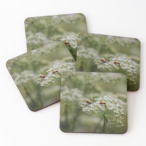 Item preview, Wildflower: Ladybugs in Floral Umbels designed and sold by Raccoon-CatART.