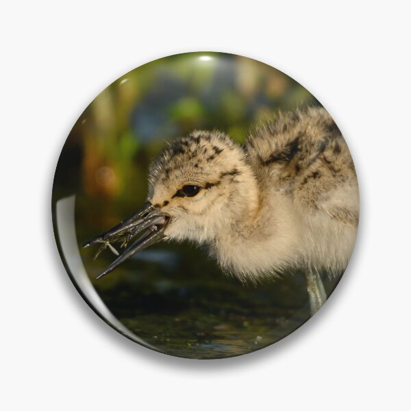 Item preview, American Avocet chick with mosquitos designed and sold by Eivor Kuchta.