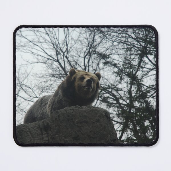 Item preview, Central Park Zoo, Grizzly Bear (Ursus arctos horribilis) designed and sold by capovtxphotography.