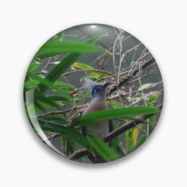 Item preview, Central Park Zoo, Crested coua (Coua cristata) designed and sold by capovtxphotography.
