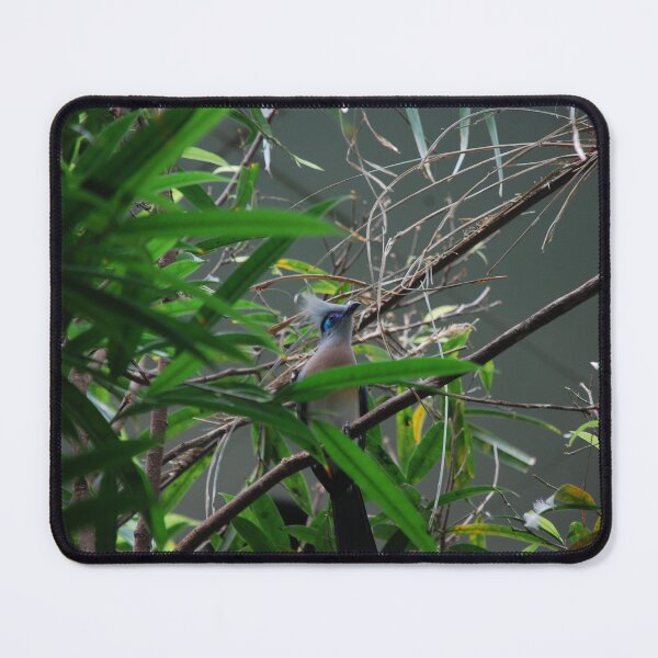 Item preview, Central Park Zoo, Crested coua (Coua cristata) designed and sold by capovtxphotography.