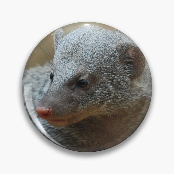 Item preview, Central Park Zoo, Banded mongoose (Mungos mungo) designed and sold by capovtxphotography.
