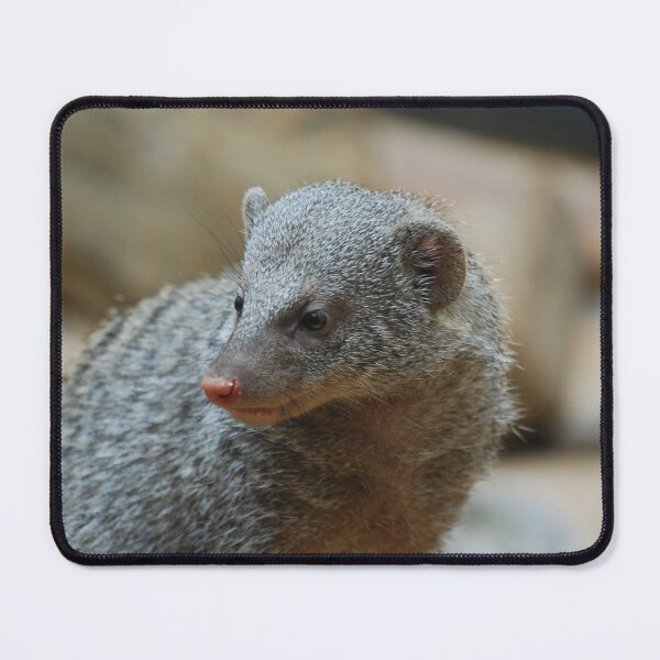 Item preview, Central Park Zoo, Banded mongoose (Mungos mungo) designed and sold by capovtxphotography.