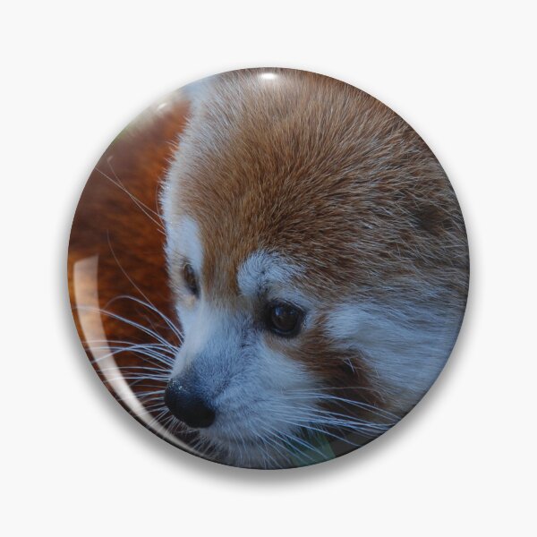 Item preview, Central Park Zoo, Red panda (Ailurus fulgens) designed and sold by capovtxphotography.
