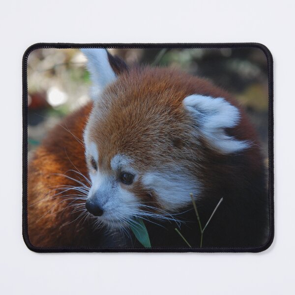 Item preview, Central Park Zoo, Red panda (Ailurus fulgens) designed and sold by capovtxphotography.