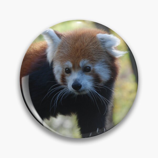 Item preview, Central Park Zoo, Red panda (Ailurus fulgens) designed and sold by capovtxphotography.