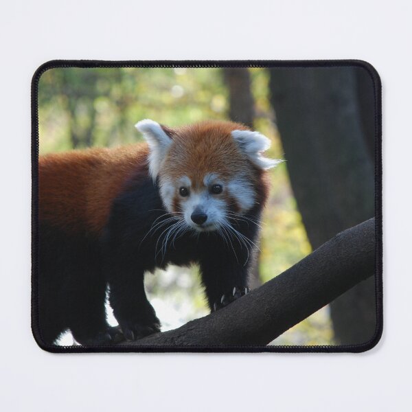 Item preview, Central Park Zoo, Red panda (Ailurus fulgens) designed and sold by capovtxphotography.