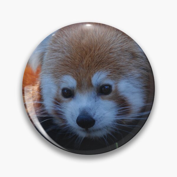 Item preview, Central Park Zoo, Red panda (Ailurus fulgens) designed and sold by capovtxphotography.