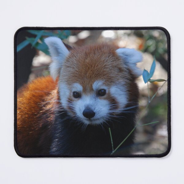 Item preview, Central Park Zoo, Red panda (Ailurus fulgens) designed and sold by capovtxphotography.