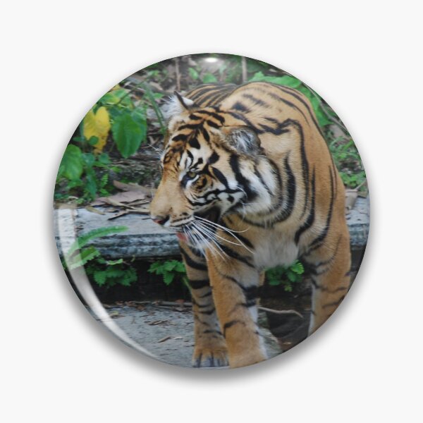Item preview, Disney's Animal Kingdom, Sumatran tiger (Panthera tigris sondaica) designed and sold by capovtxphotography.