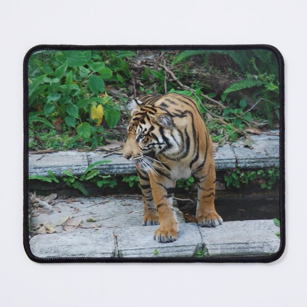 Item preview, Disney's Animal Kingdom, Sumatran tiger (Panthera tigris sondaica) designed and sold by capovtxphotography.